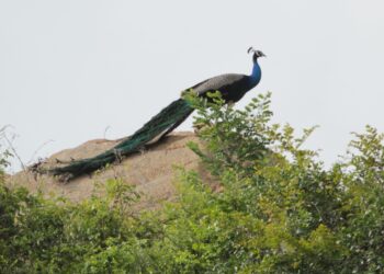 ತುರಹಳ್ಳಿ ಕಿರು ಅರಣ್ಯ ಸಂರಕ್ಷಿತ ಪ್ರದೇಶ ಅತಿಹೆಚ್ಚು ನವಿಲುಗಳಿಗೆ ಆವಾಸ ಸ್ಥಾನ