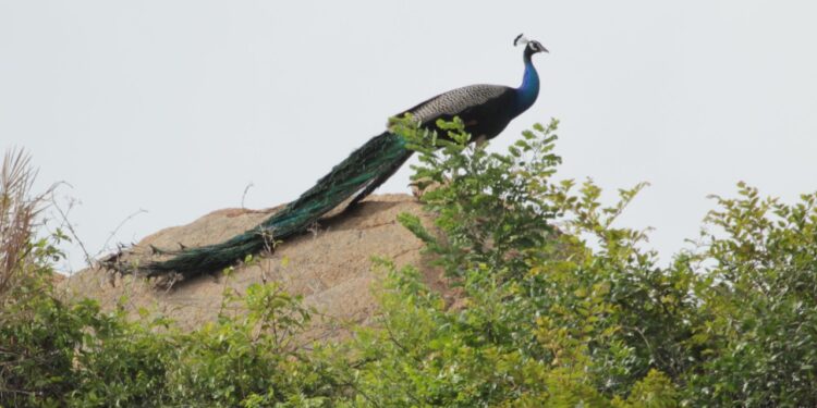 ತುರಹಳ್ಳಿ ಕಿರು ಅರಣ್ಯ ಸಂರಕ್ಷಿತ ಪ್ರದೇಶ ಅತಿಹೆಚ್ಚು ನವಿಲುಗಳಿಗೆ ಆವಾಸ ಸ್ಥಾನ