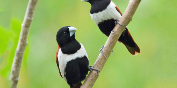 ಸಾಂದರ್ಭಿಕ ಚಿತ್ರ