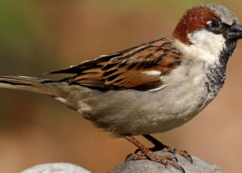 Sparrow Bird
