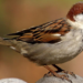 Sparrow Bird