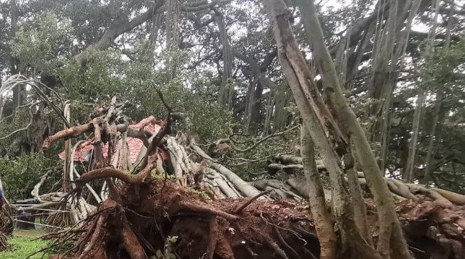 ದೊಡ್ಡ ಆಲದ ಮರದ ಭಾಗವೊಂದು ಮಳೆ-ಗಾಳಿಗೆ ನೆಲಕ್ಕುರುಳಿರುವುದು