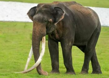 ಭೋಗೇಶ್ವರ ಆನೆಯ ಸಾಂದರ್ಭಿಕ ಚಿತ್ರ 
ಕೃಪೆ : ಇಂಡಿಯಾ ಡಾಟ್ ಕಾಮ್