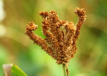 ರಾಗಿ ಬೆಳೆಯ ಪ್ರಾತಿನಿಧಿಕ ಚಿತ್ರ