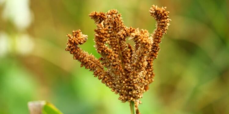 ರಾಗಿ ಬೆಳೆಯ ಪ್ರಾತಿನಿಧಿಕ ಚಿತ್ರ