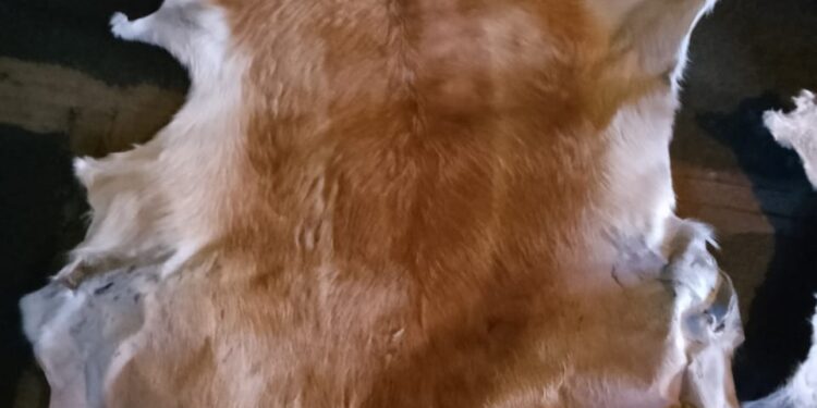 ಕೊಳ್ಳೆಗಾಲ ಸಿಐಡಿ ಆರಣ್ಯ ಮೊಬೈಲ್ ಘಟಕ ಪೊಲೀಸರು ವಶಪಡಿಸಿಕೊಂಡಿರುವ ಕೃಷ್ಣಮೃಗಗಳ ಚರ್ಮದ ಚಿತ್ರ