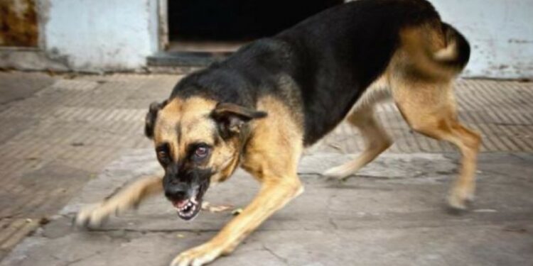 ವ್ಯಗ್ರಗೊಂಡ ಶ್ವಾನದ ಸಾಂದರ್ಭಿಕ ಚಿತ್ರ