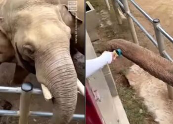 ಆನೆಯೊಂದು ತನ್ನ ಸೋಂಡಲಿನ ಮೂಲಕ ಮಗುವಿನ ಶೂ ವಾಪಸ್ ಮಾಡುತ್ತಿರುವ ಚಿತ್ರ. (ಚಿತ್ರಕೃಪೆ :  ನೋ ದಿಸ್ ನ್ಯೂಸ್/ಇನ್ ಸ್ಟಾಗ್ರಾಮ್)