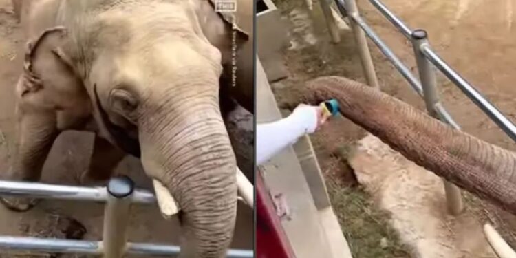 ಆನೆಯೊಂದು ತನ್ನ ಸೋಂಡಲಿನ ಮೂಲಕ ಮಗುವಿನ ಶೂ ವಾಪಸ್ ಮಾಡುತ್ತಿರುವ ಚಿತ್ರ. (ಚಿತ್ರಕೃಪೆ :  ನೋ ದಿಸ್ ನ್ಯೂಸ್/ಇನ್ ಸ್ಟಾಗ್ರಾಮ್)