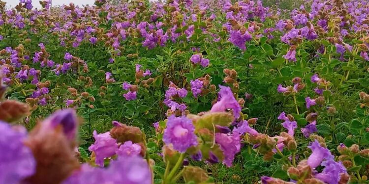 ಚಿಕ್ಕಮಗಳೂರು ಜಿಲ್ಲೆಯ ಚಂದ್ರದ್ರೋಣ ಪರ್ವತ ನೀಲಕುರಂಜಿ ಹೂಗಳಿಂದ ಕಂಗೊಳಿಸುತ್ತಿರುವ ಮನೋಹರ ದೃಶ್ಯ