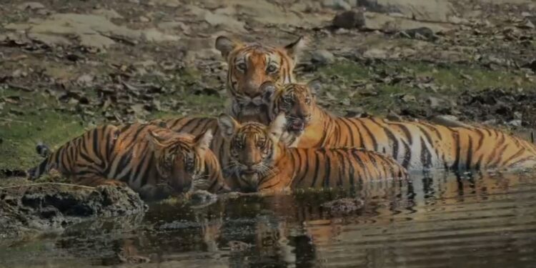 ನಯಂಜಿಕಟ್ಟೆ ಕಟ್ಟೆ ರಾಣಿ ಹೆಣ್ಣು ಹುಲಿ ತನ್ನ ಮೂರು ಮರಿಗಳೊಂದಿಗೆ ಕೆರೆಯ ಅಂಚಿನಲ್ಲಿ ಕೂತಿರುವ ಚಿತ್ರ (ಚಿತ್ರ ಕೃಪೆ : ಮನೋಜ್ ಗನ್ನ)