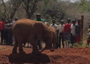 ಕೀನ್ಯಾದಲ್ಲಿ ಮರಿಯಾನೆಯೊಂದು ಓಡಿಕೊಂಡು ಹೋಗುವಾಗ ತನ್ನ ಸೋಂಡಿಲನ್ನೇ ತುಳಿದು ಪೇಚಿಗೆ ಸಿಲುಕಿದ ದೃಶ್ಯ