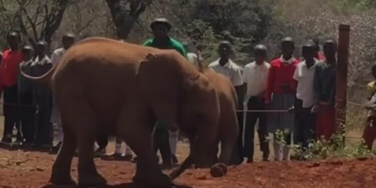 ಕೀನ್ಯಾದಲ್ಲಿ ಮರಿಯಾನೆಯೊಂದು ಓಡಿಕೊಂಡು ಹೋಗುವಾಗ ತನ್ನ ಸೋಂಡಿಲನ್ನೇ ತುಳಿದು ಪೇಚಿಗೆ ಸಿಲುಕಿದ ದೃಶ್ಯ