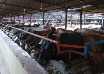 ಉಡುಪಿ ಶ್ರೀಕೃಷ್ಣ ಮಠದ ಗೋಶಾಲೆಯ ಸಾಂದರ್ಭಿಕ ಚಿತ್ರ (ಕೃಪೆ : ವಿಕಿಪೀಡಿಯಾ)