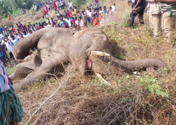 ವಿದ್ಯುತ್ ಅಪಘಾತದಲ್ಲಿ ಮೃತಪಟ್ಟ ಸಲಗ