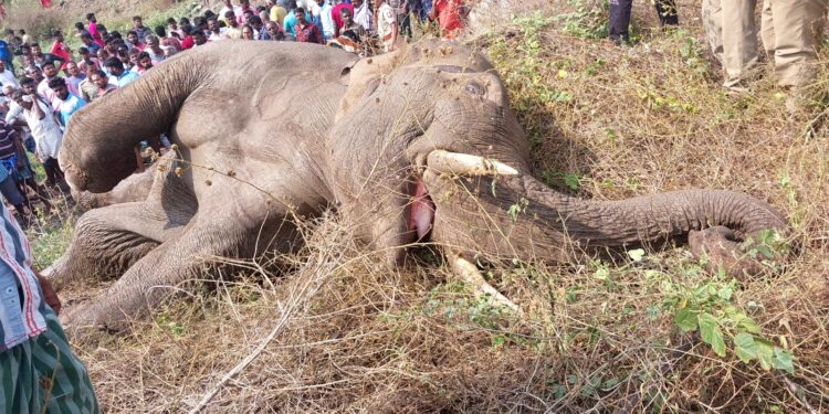 ವಿದ್ಯುತ್ ಅಪಘಾತದಲ್ಲಿ ಮೃತಪಟ್ಟ ಸಲಗ