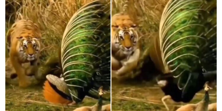 ಹುಲಿಯೊಂದು ನವಿಲಿನ ಮೇಲೆ ದಾಳಿ ನಡೆಸುತ್ತಿರುವ ವೈರಲ್ ವಿಡಿಯೋ