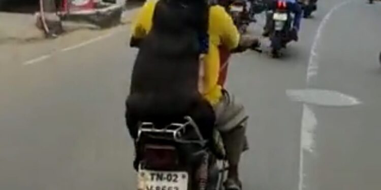 ಕಪ್ಪು ಬಣ್ಣದ ಶ್ವಾನವೊಂದು ತನ್ನ ಮಾಲೀಕನೊಂದಿಗೆ ಹೆಲ್ಮೆಟ್ ಧರಿಸಿ ಬೈಕ್ ನಲ್ಲಿ ಸಾಗುತ್ತಿರುವ ಚಿತ್ರ.