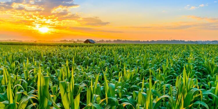 ಕೃಷಿ ಬೆಳೆಯ ಸಾಂದರ್ಭಿಕ ಚಿತ್ರ