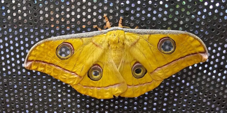 ಬೆಂಗಳೂರಿನ ಆರ್ ಆರ್ ನಗರದಲ್ಲಿ ಮನೆಯೊಂದರಲ್ಲಿ ಕಂಡು ಬಂದ ಅಪರೂಪದ ಇಂಡಿಯನ್ ಟಸರ್ ಸಿಲ್ಕ್ ಮೊತ್ ಎಂಬ ಆಕರ್ಷಕ ಬಣ್ಣದ ಪತಂಗ ಎಲ್ಲರ ಗಮನ ಸೆಳೆಯಿತು.