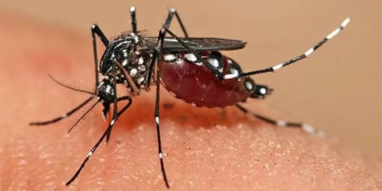 ಡೆಂಗ್ಯೂ ಜ್ವರ ಹರಡುವ ಸೊಳ್ಳೆಯ ಚಿತ್ರ. (ಚಿತ್ರ ಕೃಪೆ : ನ್ಯಾಷನಲ್ ಜಿಯೋಗ್ರಾಫಿಕ್)