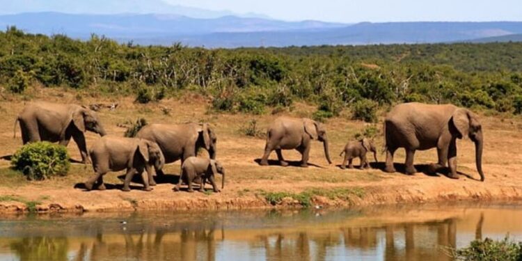 ಅರಣ್ಯದಲ್ಲಿ ಗುಂಪಿನೊಂದಿಗೆ ಸಾಗುತ್ತಿರುವ ಆನೆ ಪರಿವಾರ. (ಸಾಂದರ್ಭಿಕ ಚಿತ್ರ)