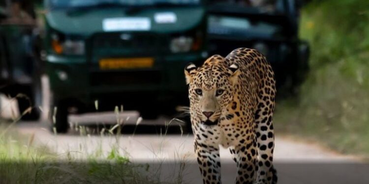 ಚಿರತೆ ಸಫಾರಿಯ ಸಾಂದರ್ಭಿಕ ಚಿತ್ರ. (ಚಿತ್ರಕೃಪೆ : ಟ್ರಿಪ್ ಅಡ್ವೈಸರ್)