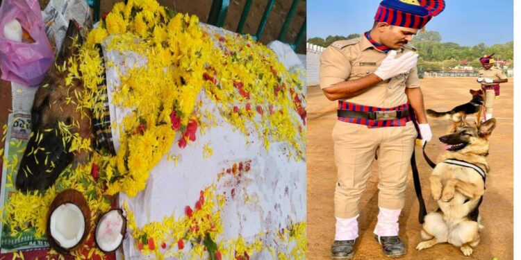 Bangalore CAR South Dog Died