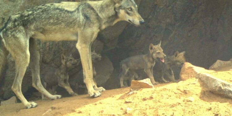 Bankapura Wolf Sanctuary