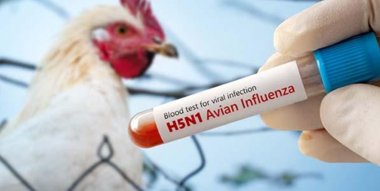 ಹಕ್ಕಿಜ್ವರದ ಸಾಂದರ್ಭಿಕ ಚಿತ್ರ.